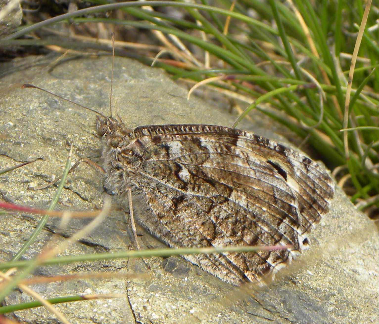 farfalla da identificare